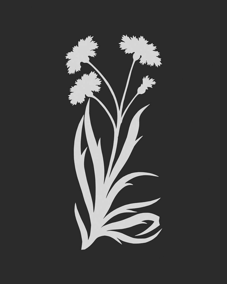 Cut-out Flower Botanical Art Prints - Set of Four