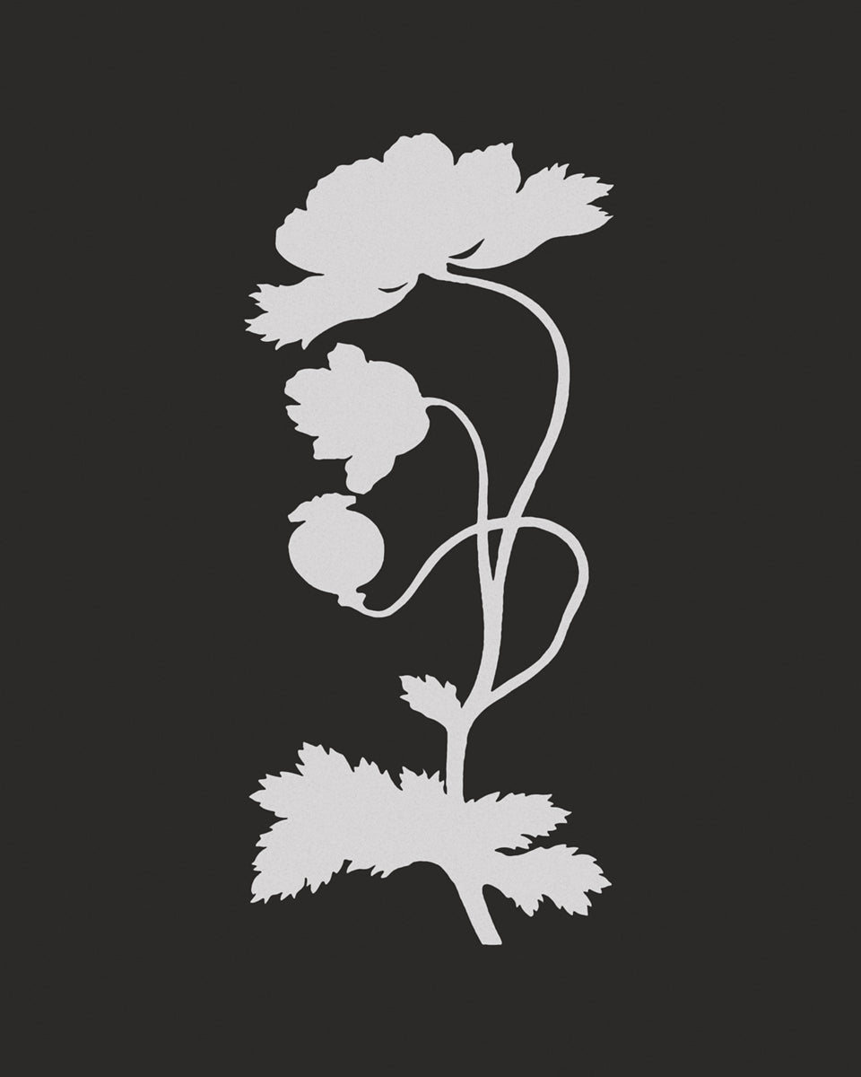 Cut-out Flower Botanical Art Prints - Set of Four