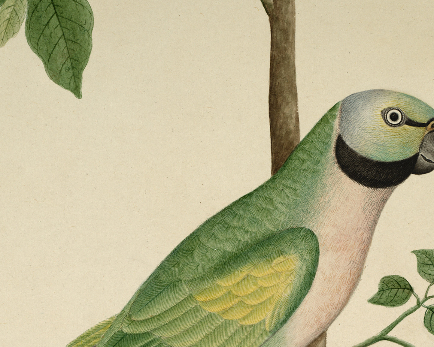 Green Parrot Art Print