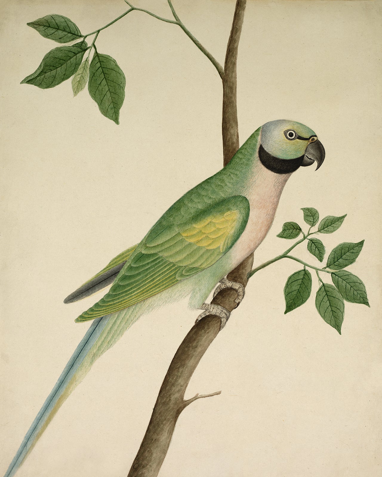 Green Parrot Art Print