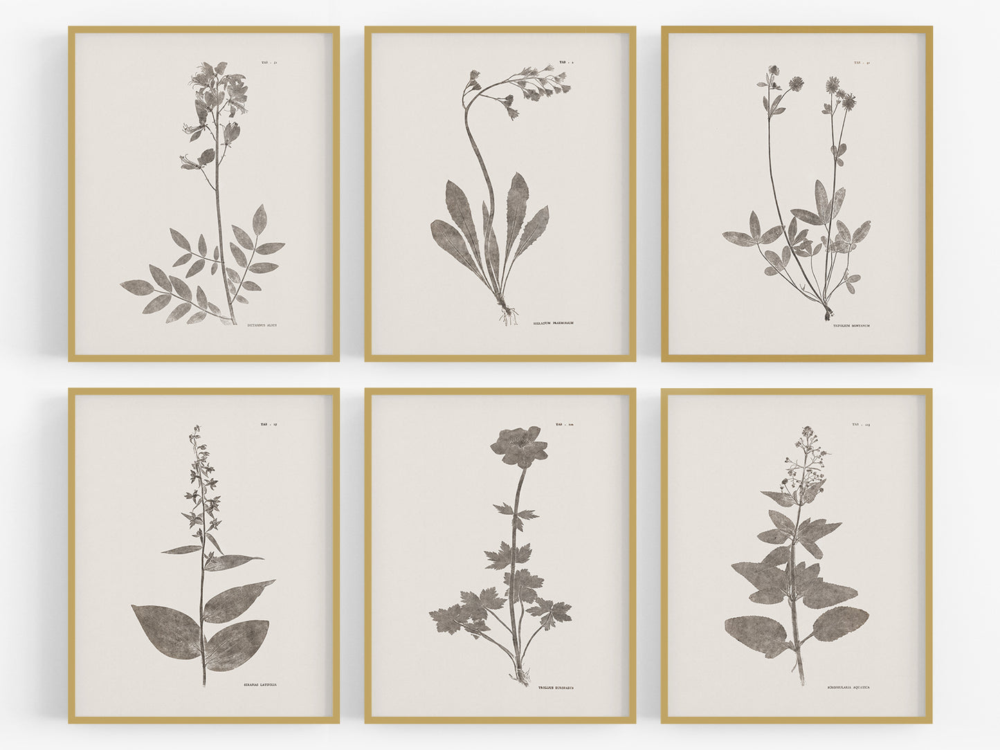 Flower & Leaf Rubbings, Botanical Art Prints - Set of Six