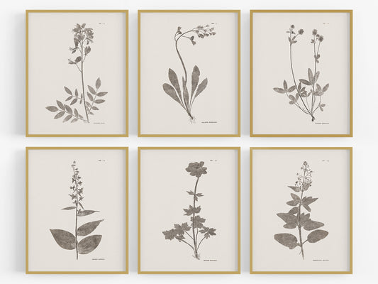 Flower & Leaf Rubbings, Botanical Art Prints - Set of Six