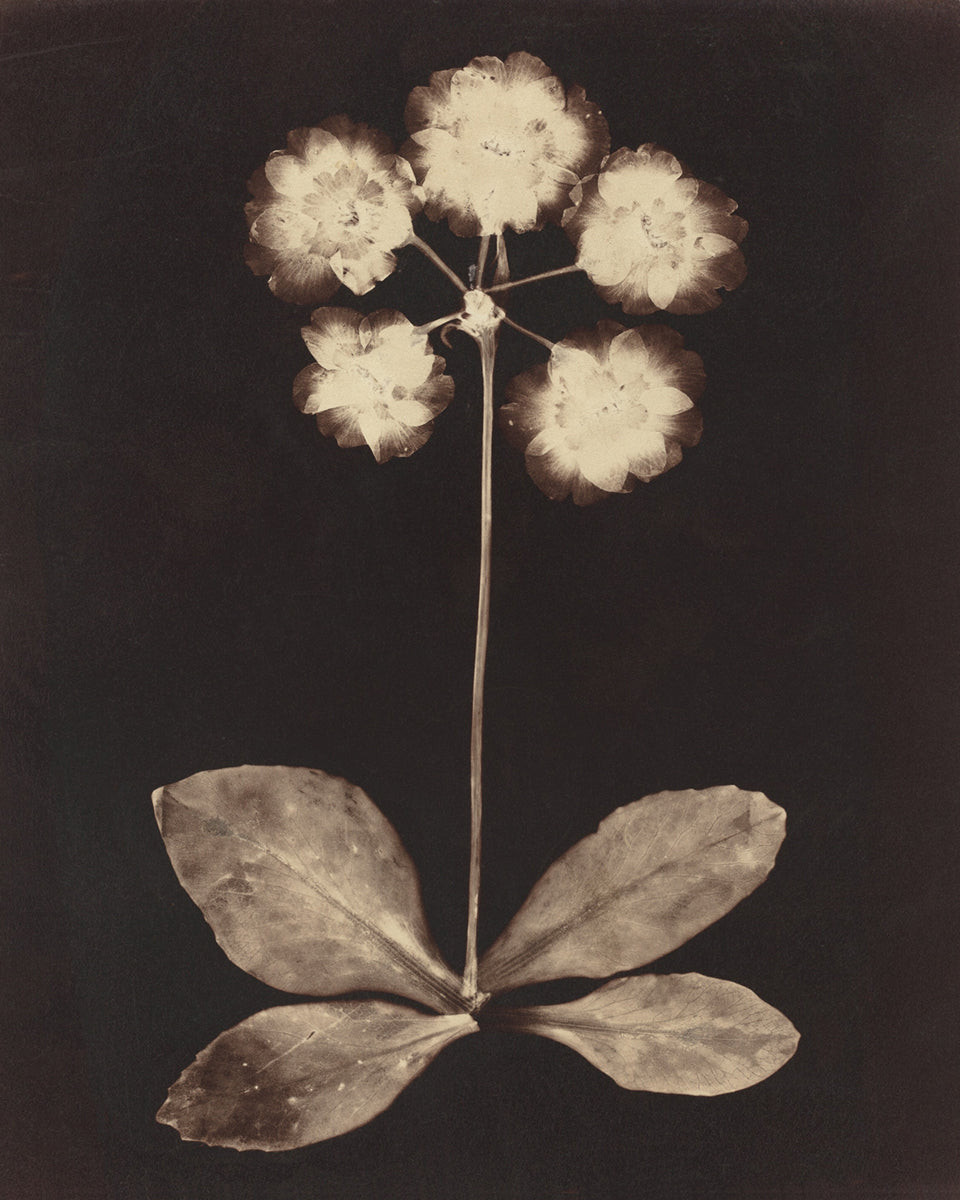 Botanical Flower Photogram Art Print - Set of Two
