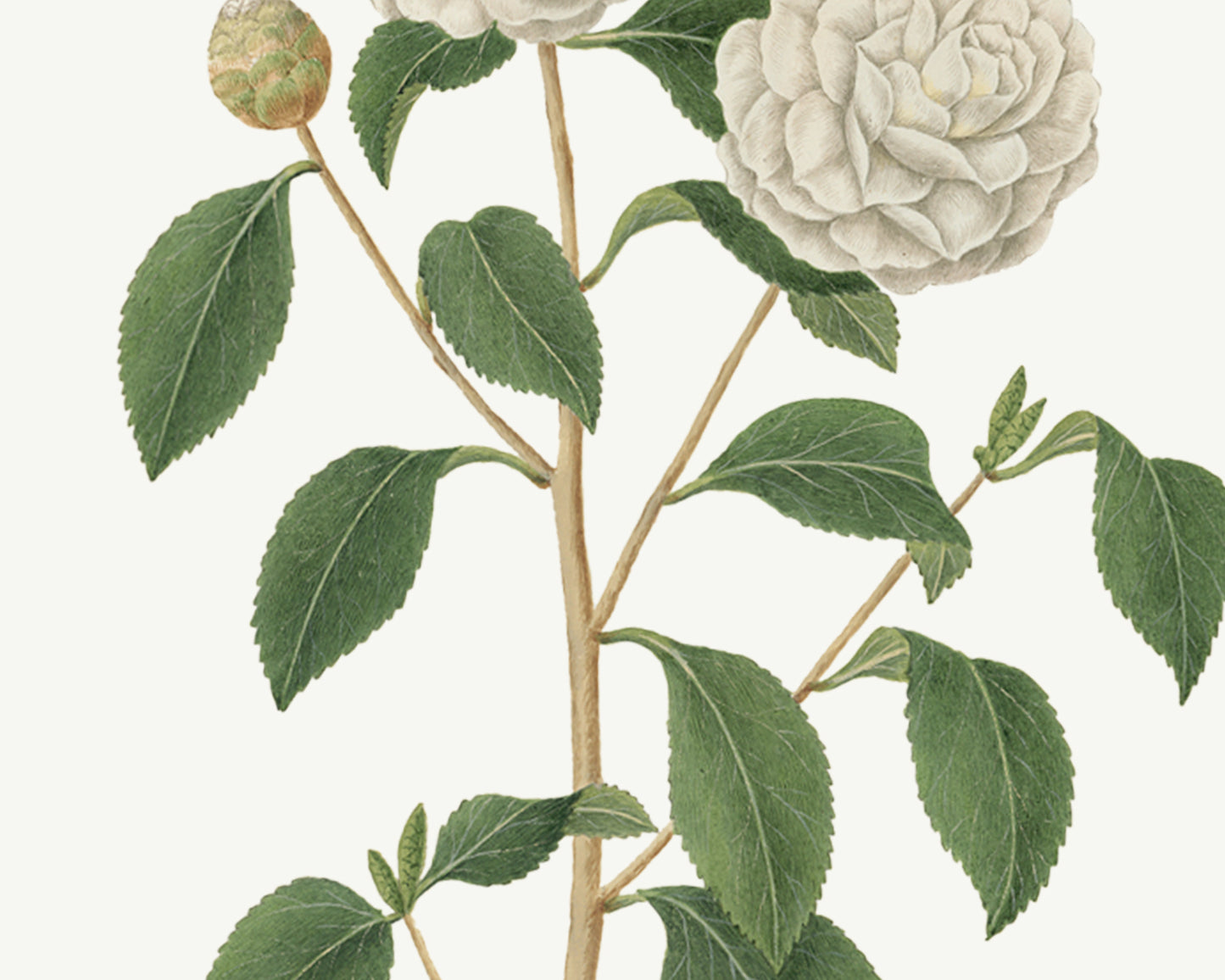 Gardenia Flower Botanical Art Prints - Set of Two