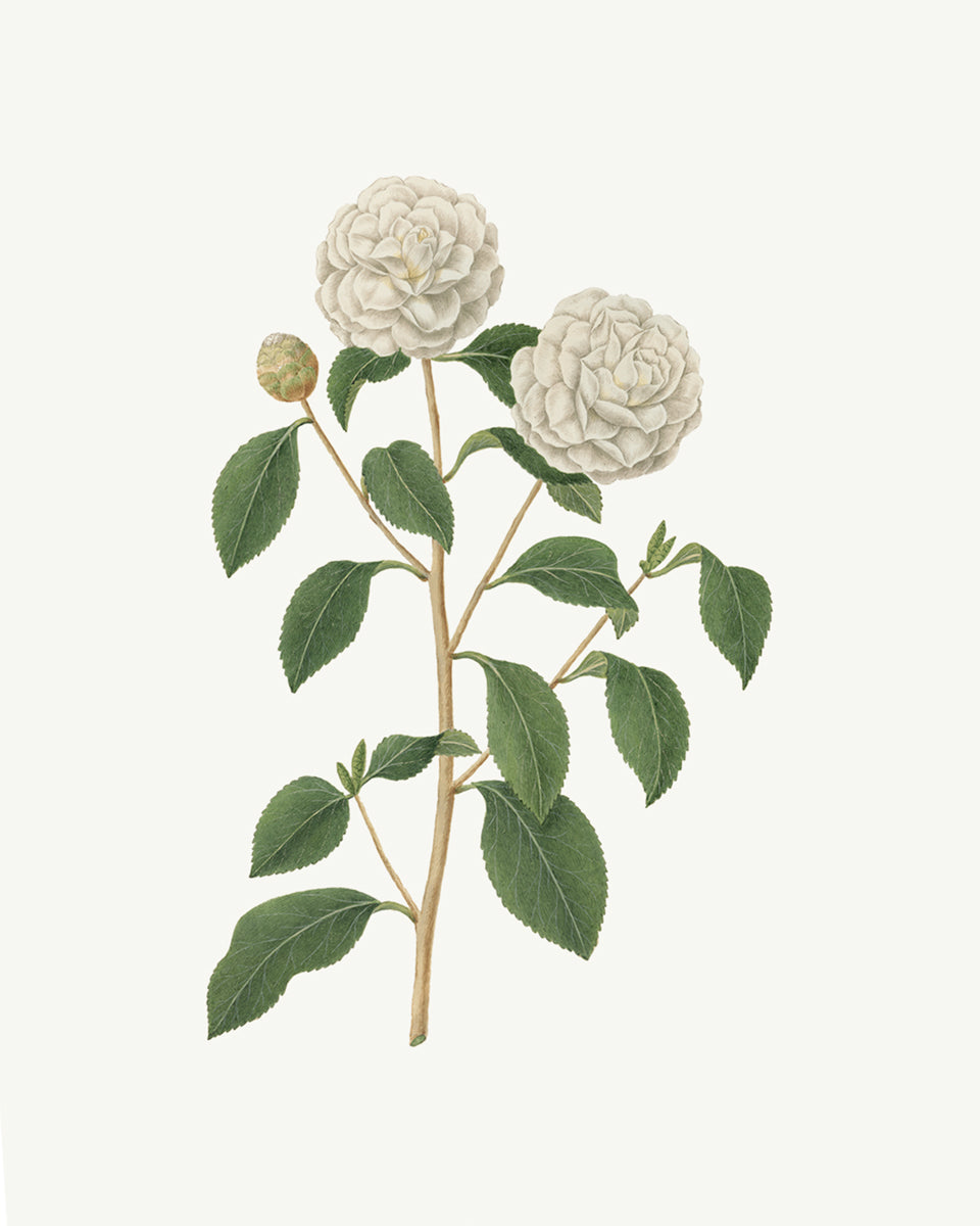 Gardenia Flower Botanical Art Prints - Set of Two