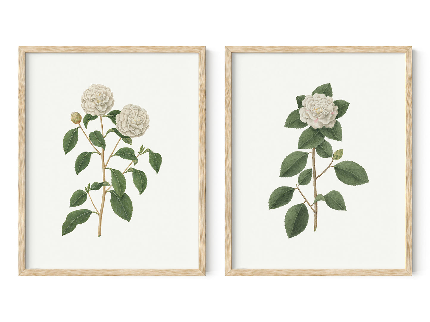 Gardenia Flower Botanical Art Prints - Set of Two