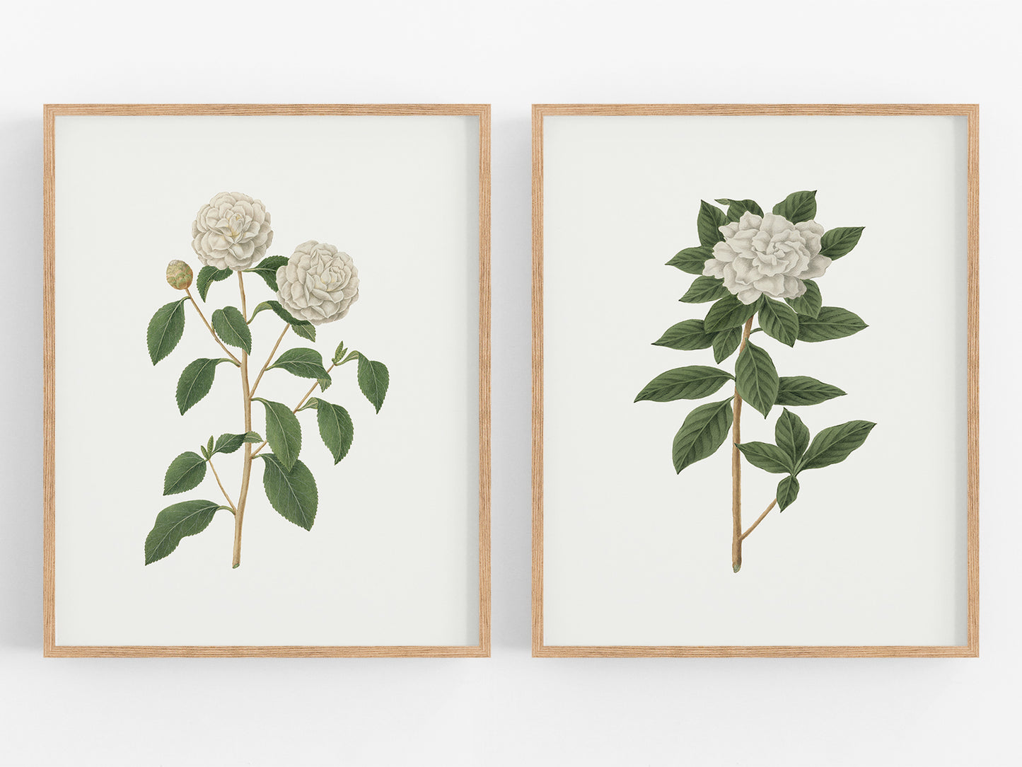 Gardenia Flower Botanical Art Prints - Set of Two