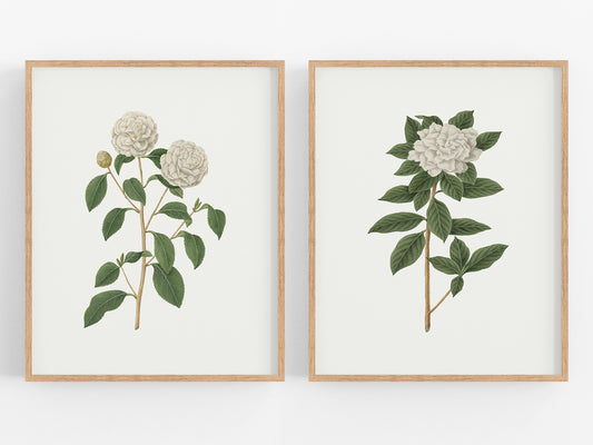 Gardenia Flower Botanical Art Prints - Set of Two