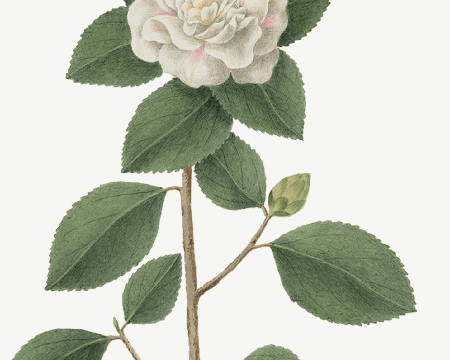 Gardenia Flower Botanical Art Prints - Set of Two