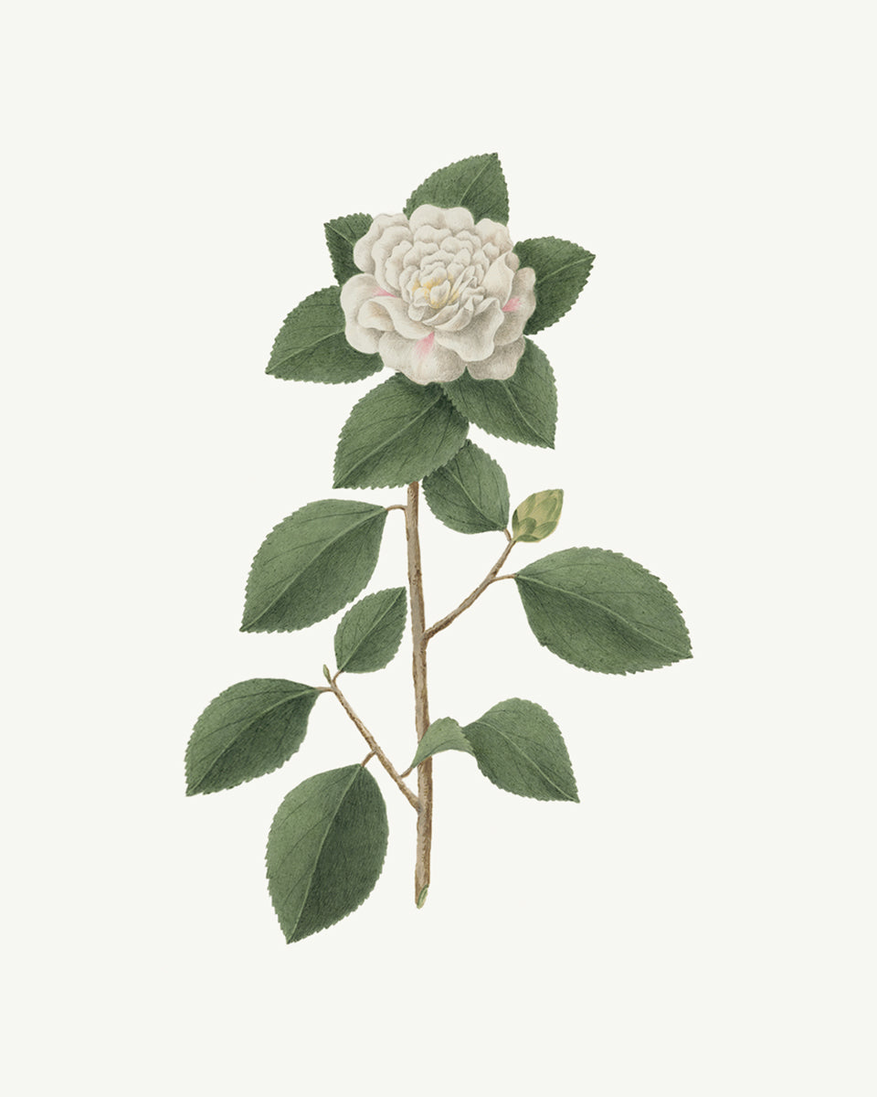 Gardenia Flower Botanical Art Prints - Set of Two