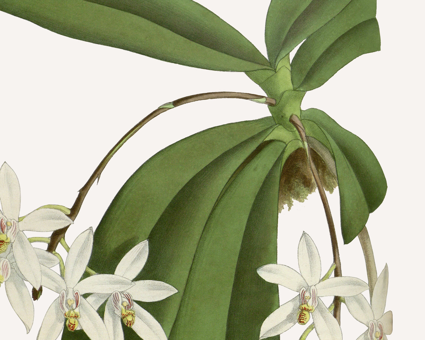 White Orchid Botanical Art Prints - Set of Two