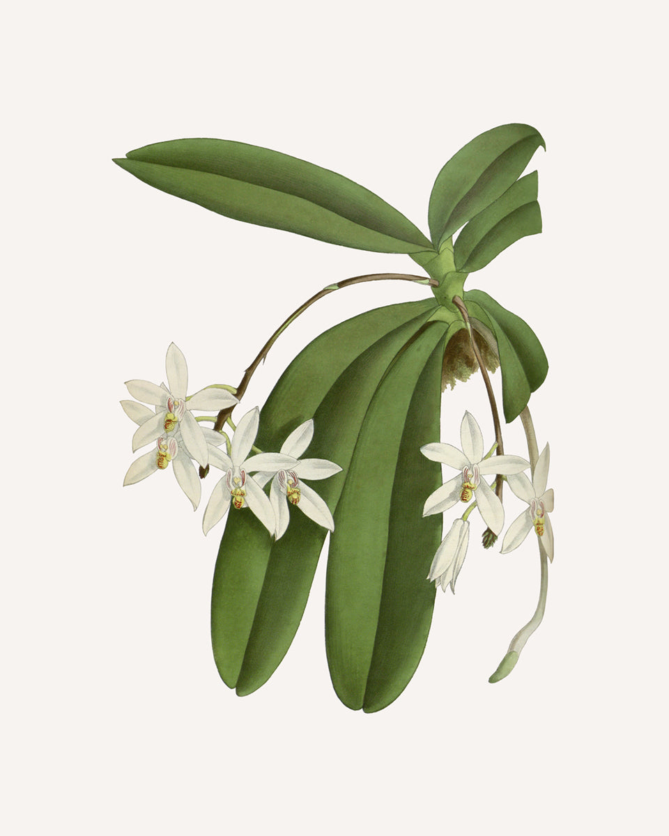 White Orchid Botanical Art Prints - Set of Two