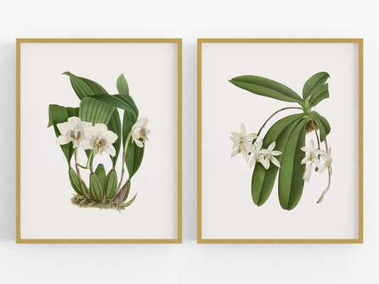 White Orchid Botanical Art Prints - Set of Two