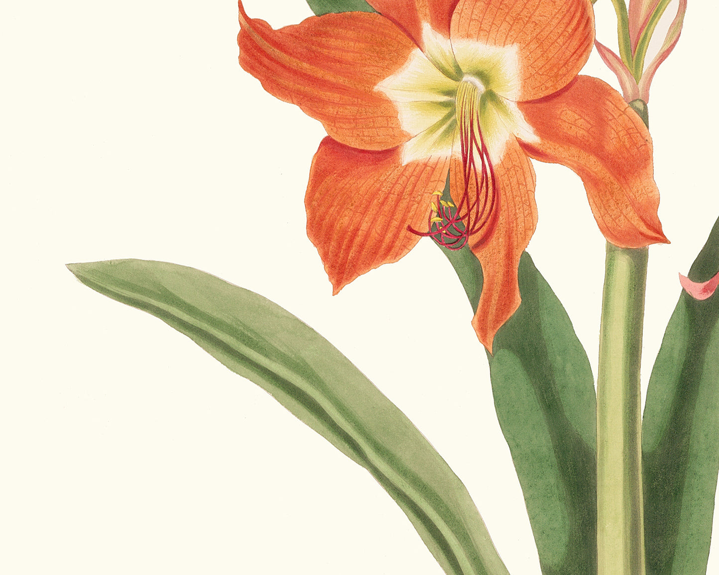 Orange Amaryllis Flower Botanical Art Print #2