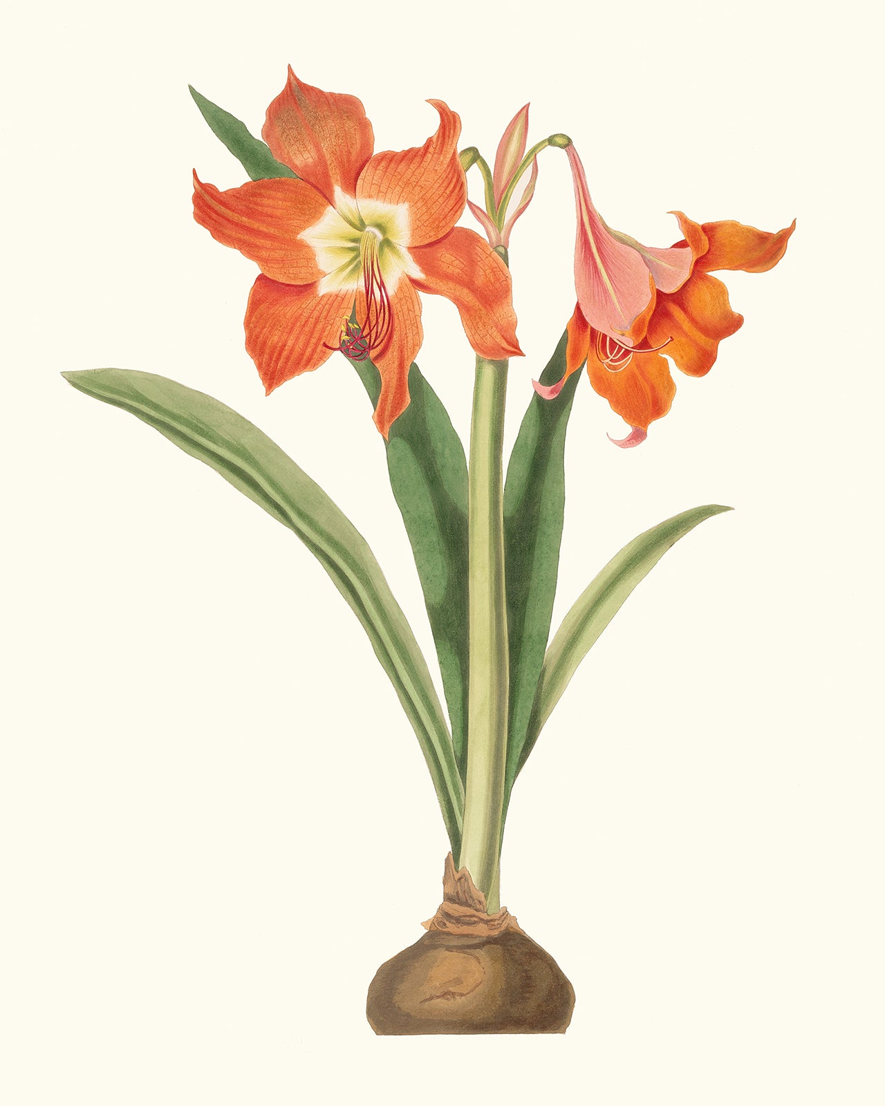 Orange Amaryllis Flower Botanical Art Print #2
