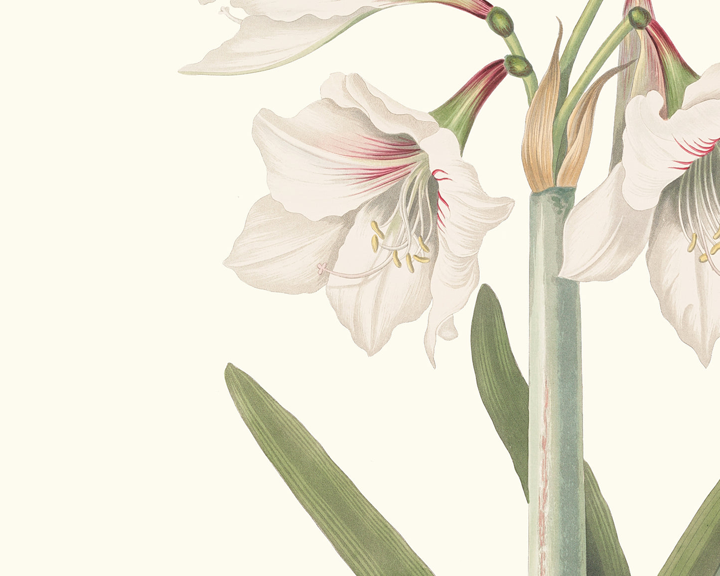 Blush Amaryllis Botanical Flower Art Print #1