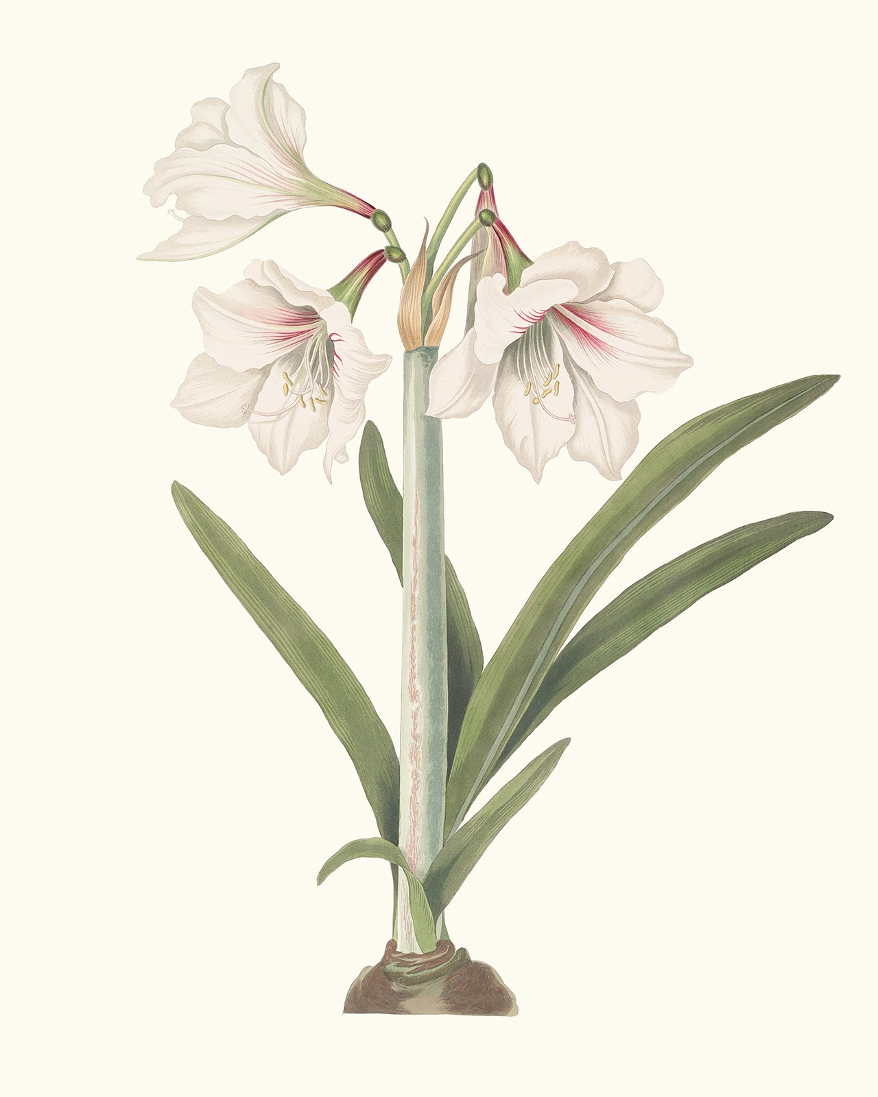 Blush Amaryllis Botanical Flower Art Print #1