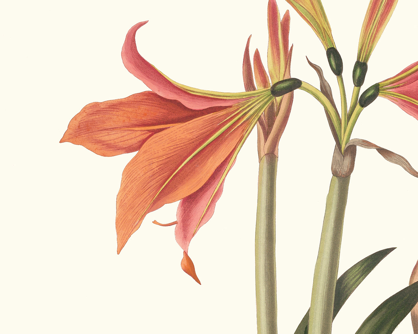 Orange Amaryllis Flower Botanical Art Print #1