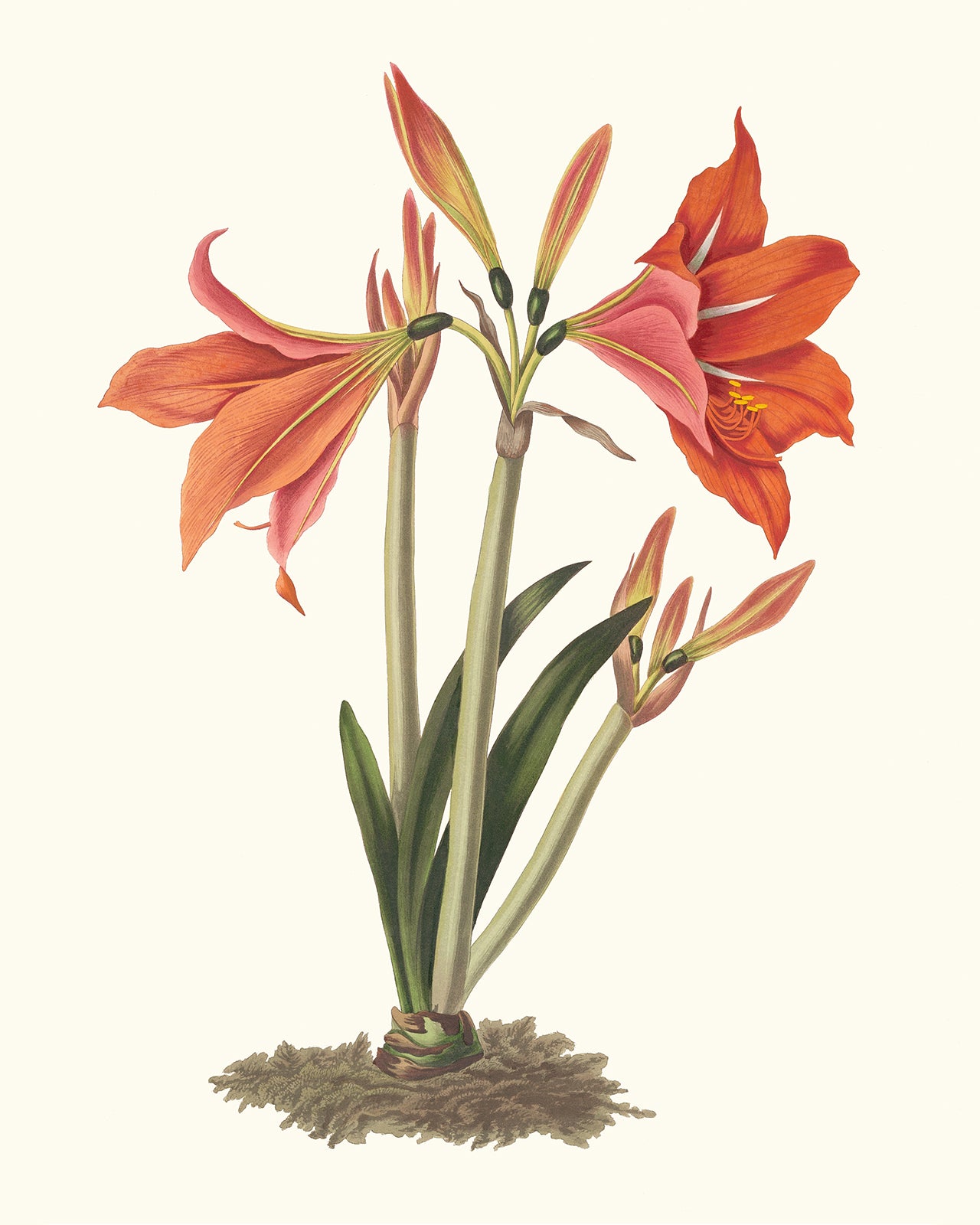 Orange Amaryllis Flower Botanical Art Print #1