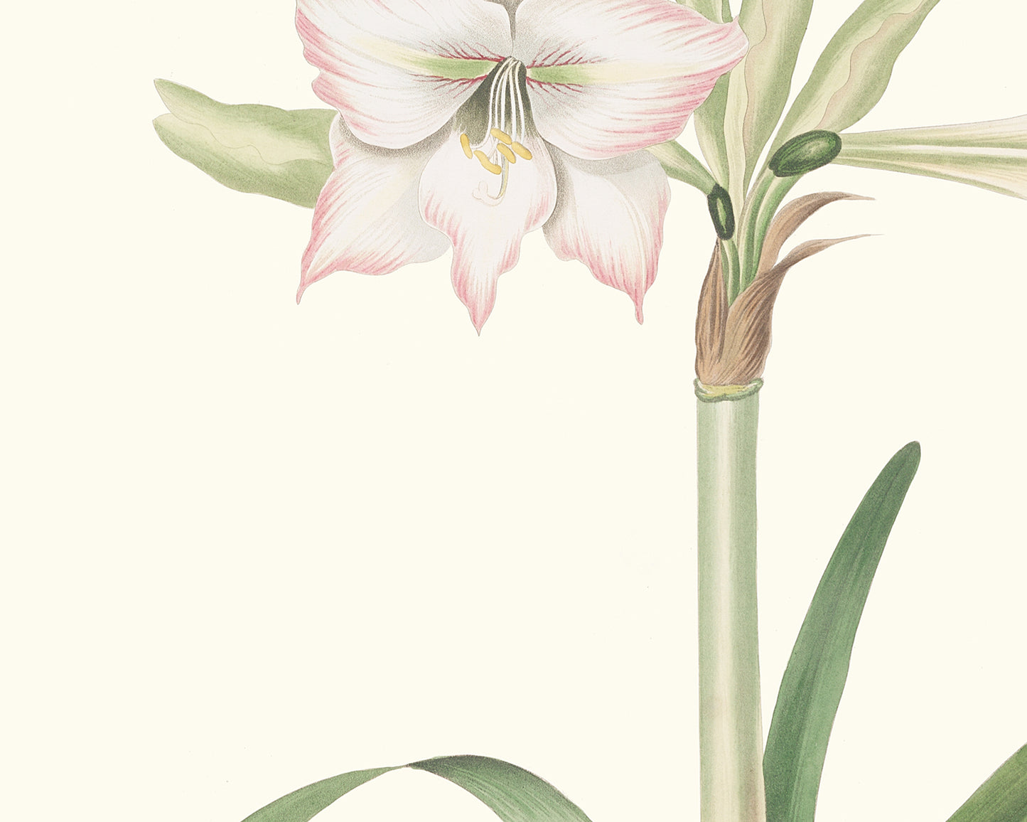 Blush Amaryllis Botanical Flower Art Print #2