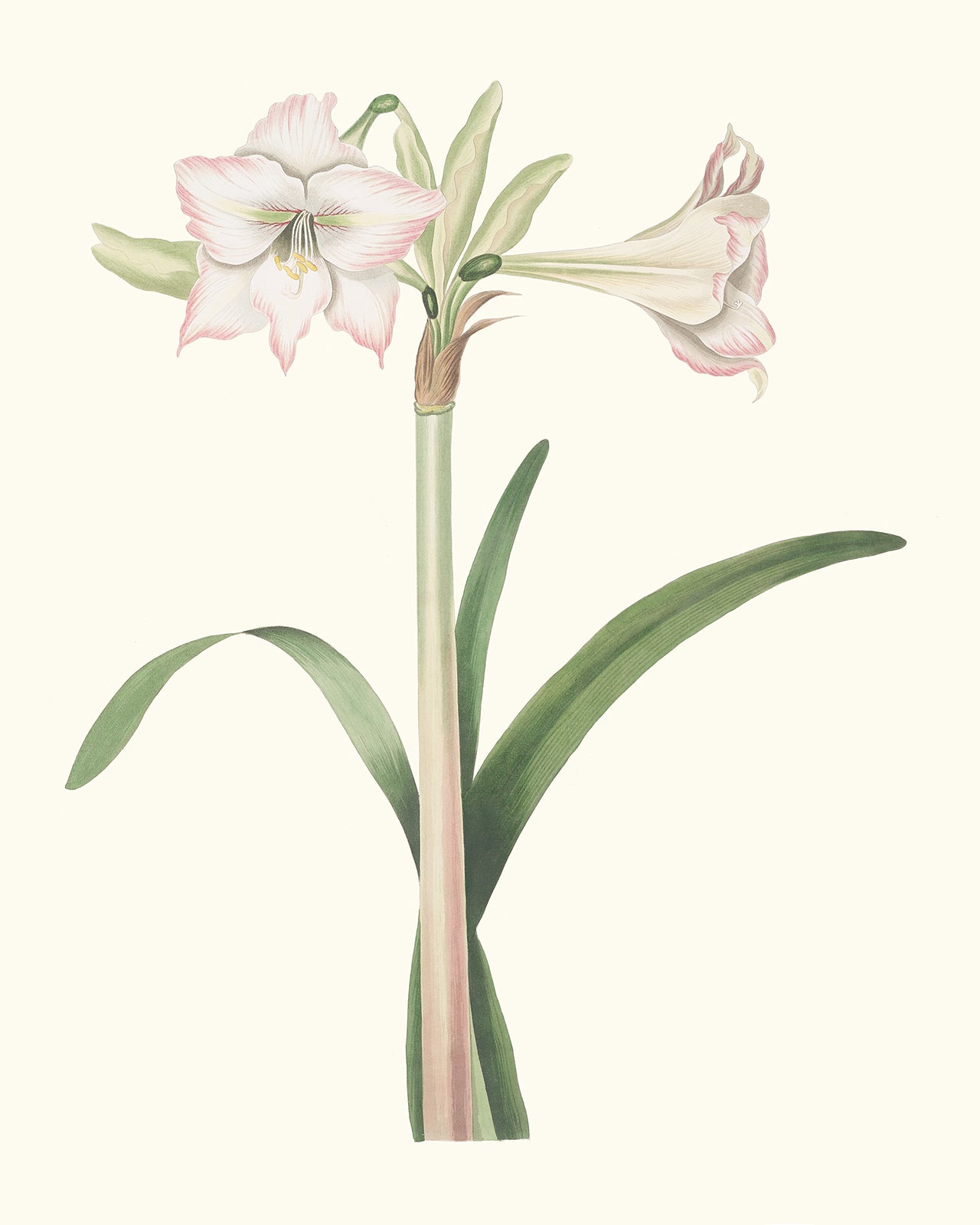 Blush Amaryllis Botanical Flower Art Print #2