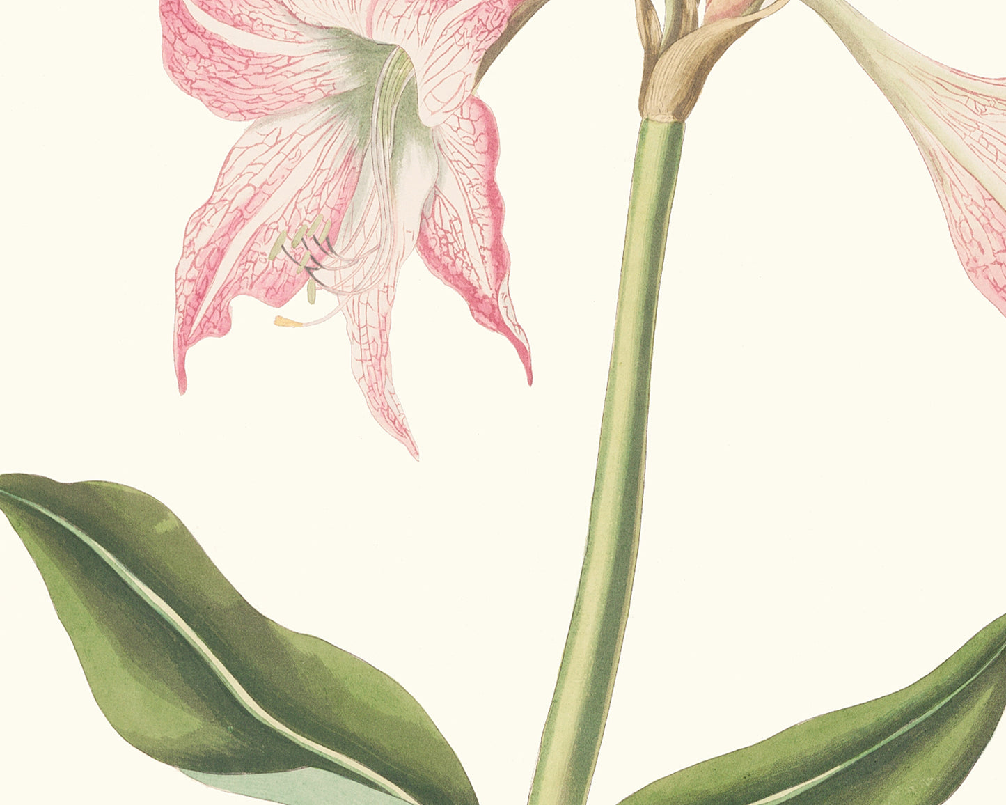 Pink Amaryllis Lily Flower Botanical Art Print
