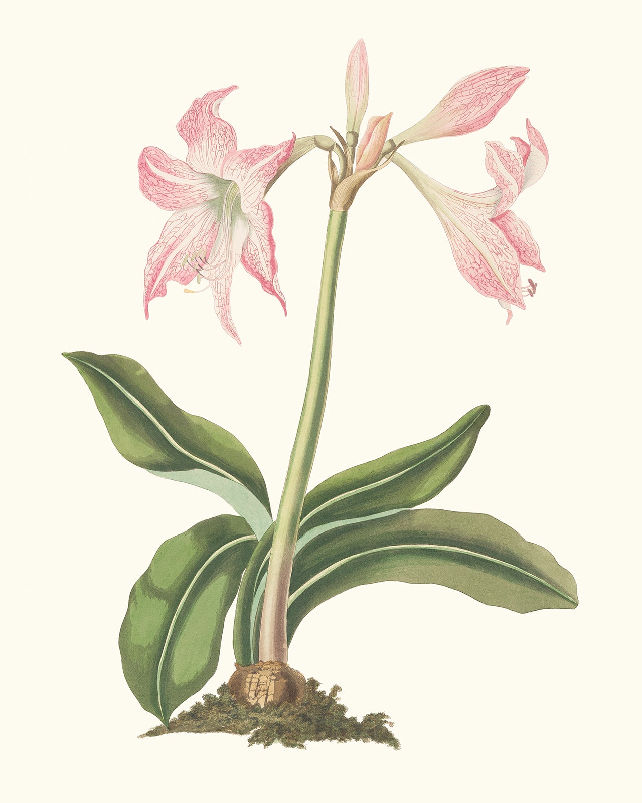 Pink Amaryllis Lily Flower Botanical Art Print