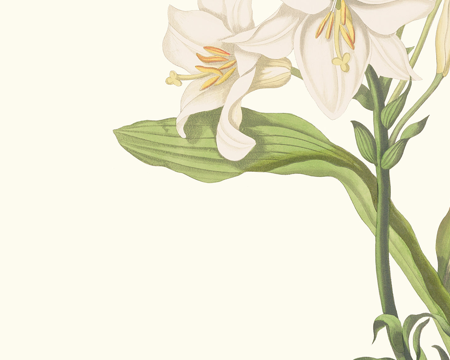 Cream Lily Botanical Flower Art Print #1
