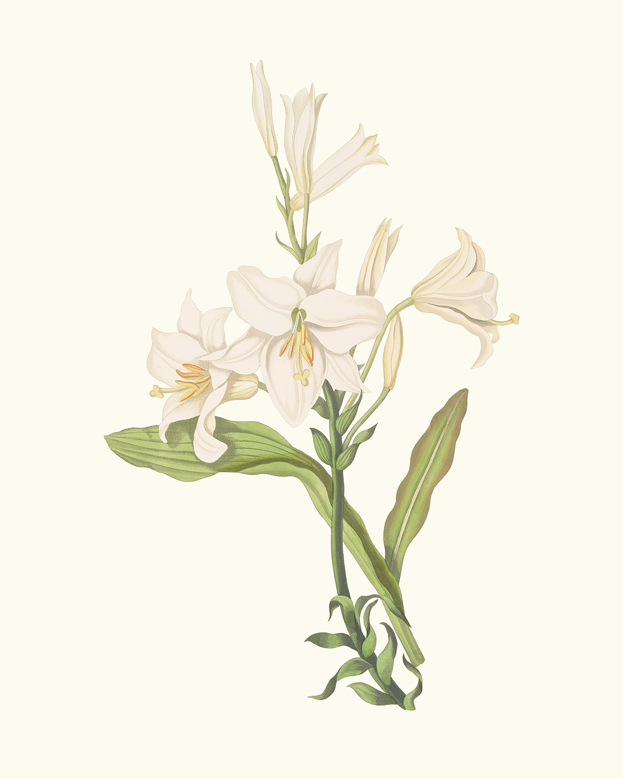 Cream Lily Botanical Flower Art Print #1
