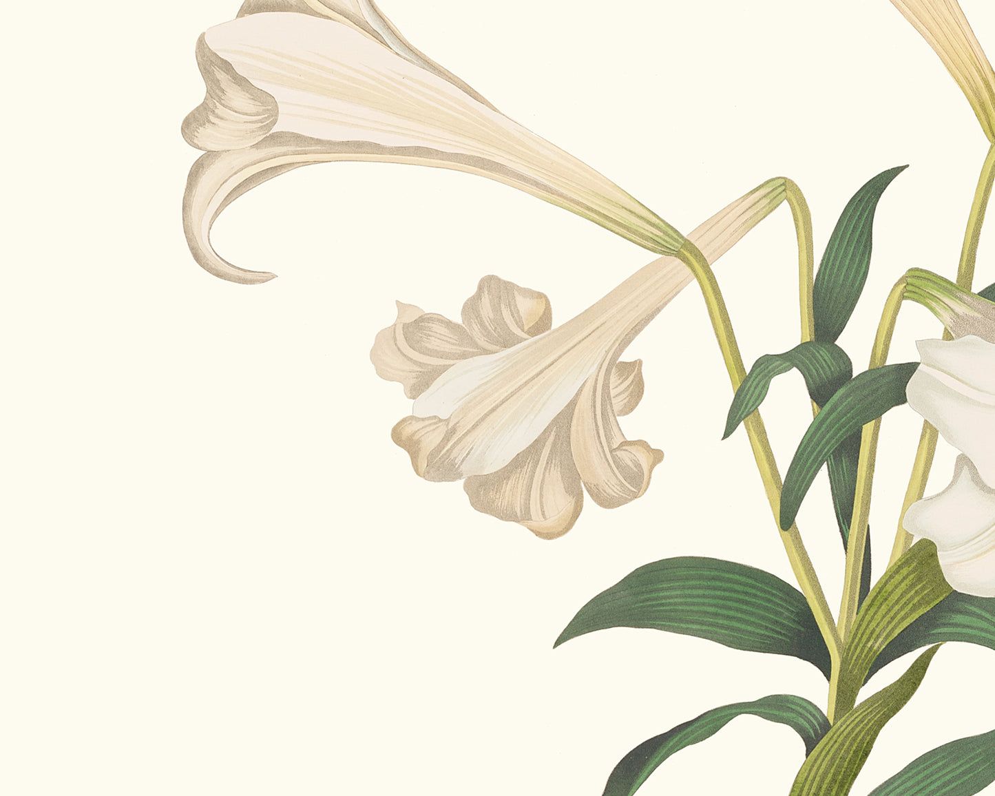 Cream Lily Botanical Flower Art Prints - Set of Two