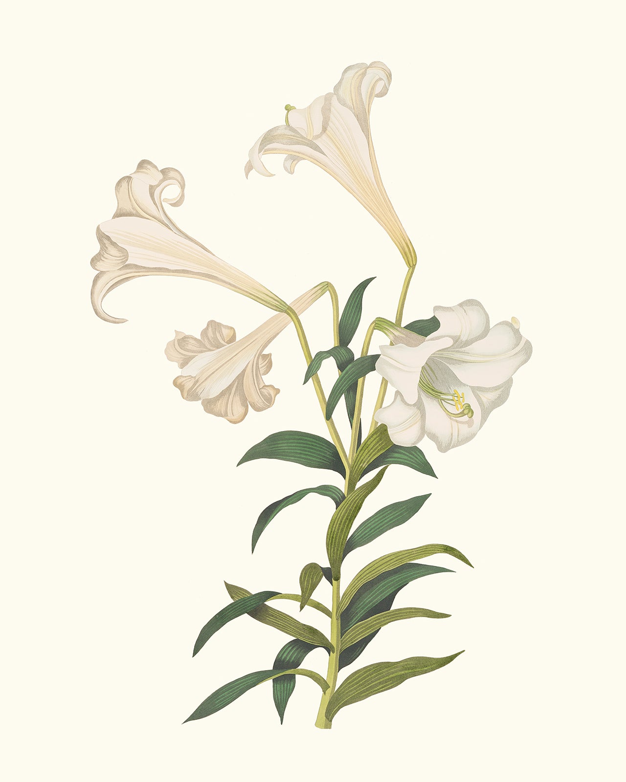 Cream Lily Botanical Flower Art Prints - Set of Two