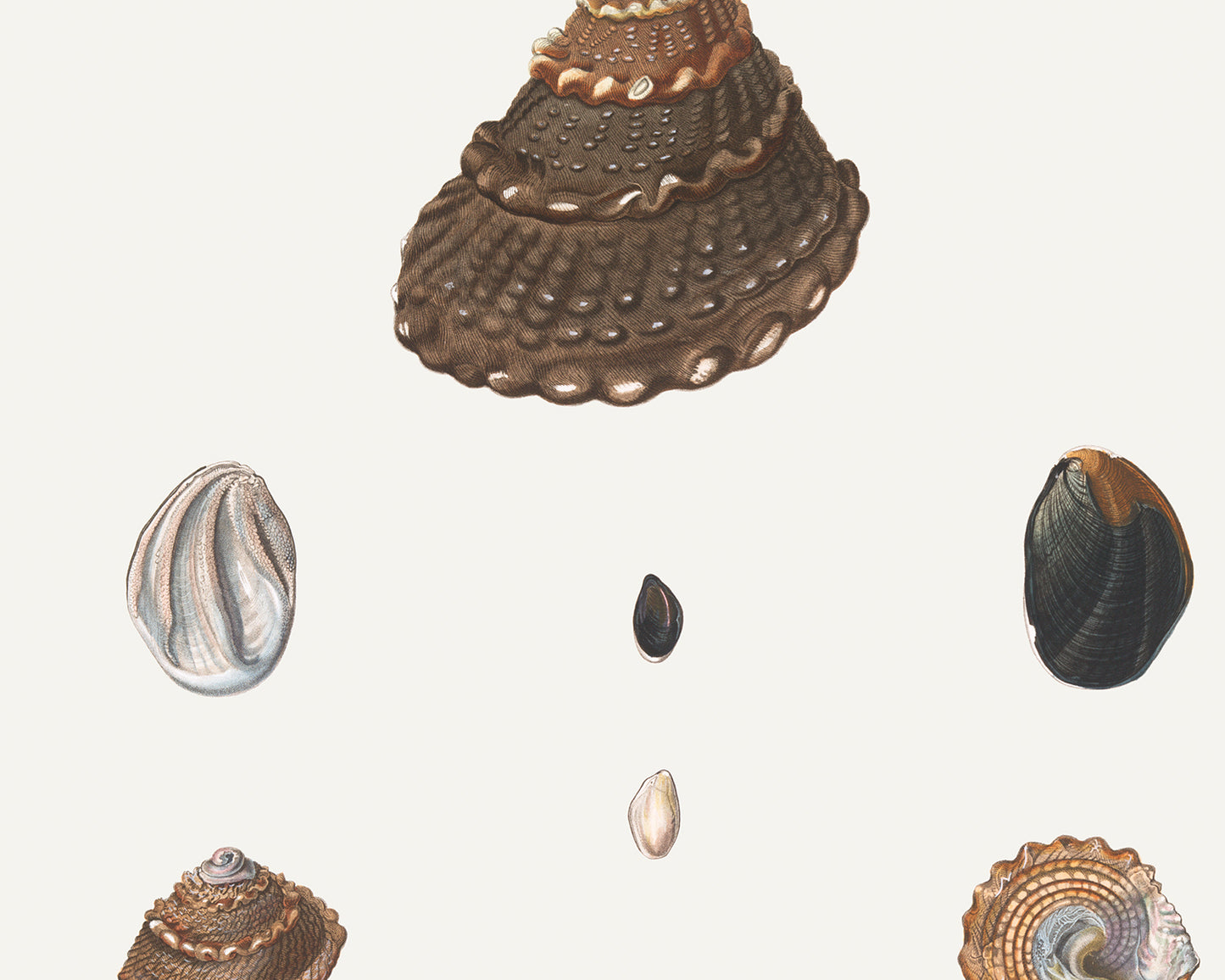 Seashell Art Prints - Set of Four