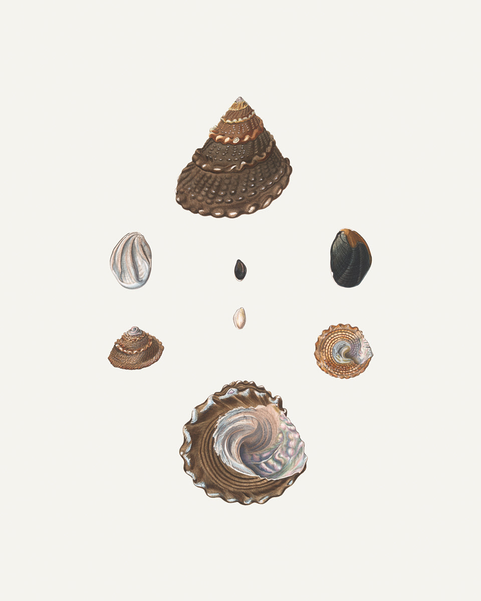 Seashell Art Prints - Set of Four