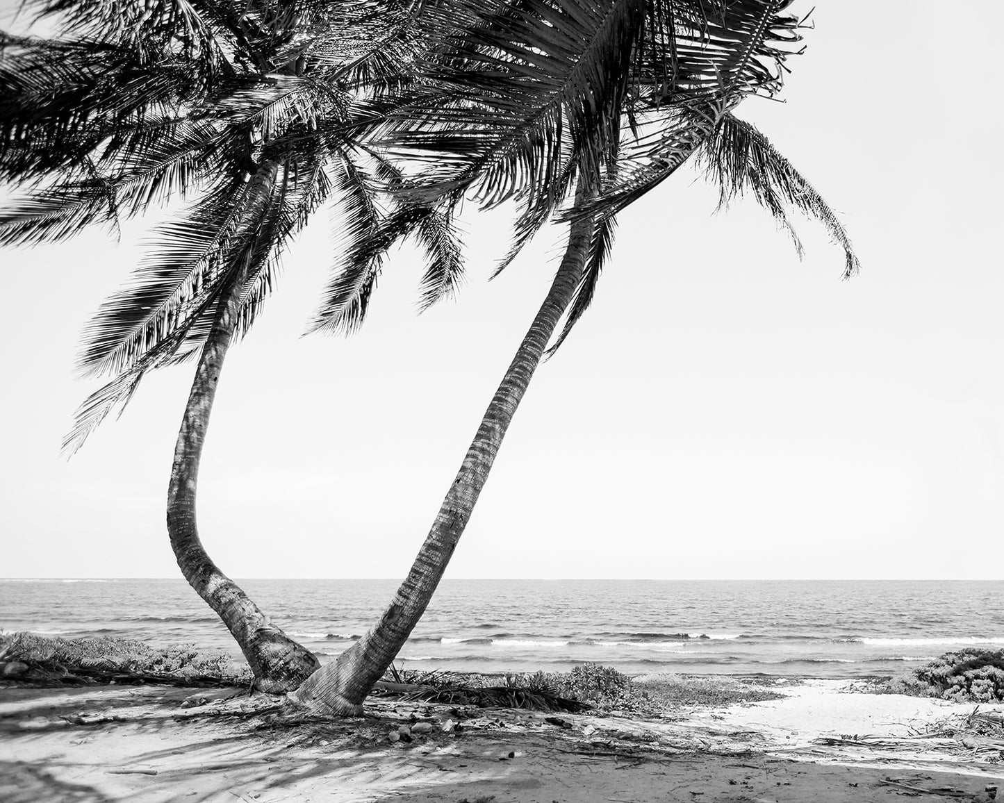 Tulum Mexico, Sian Ka'an Biosphere Beach B&W Photo Print