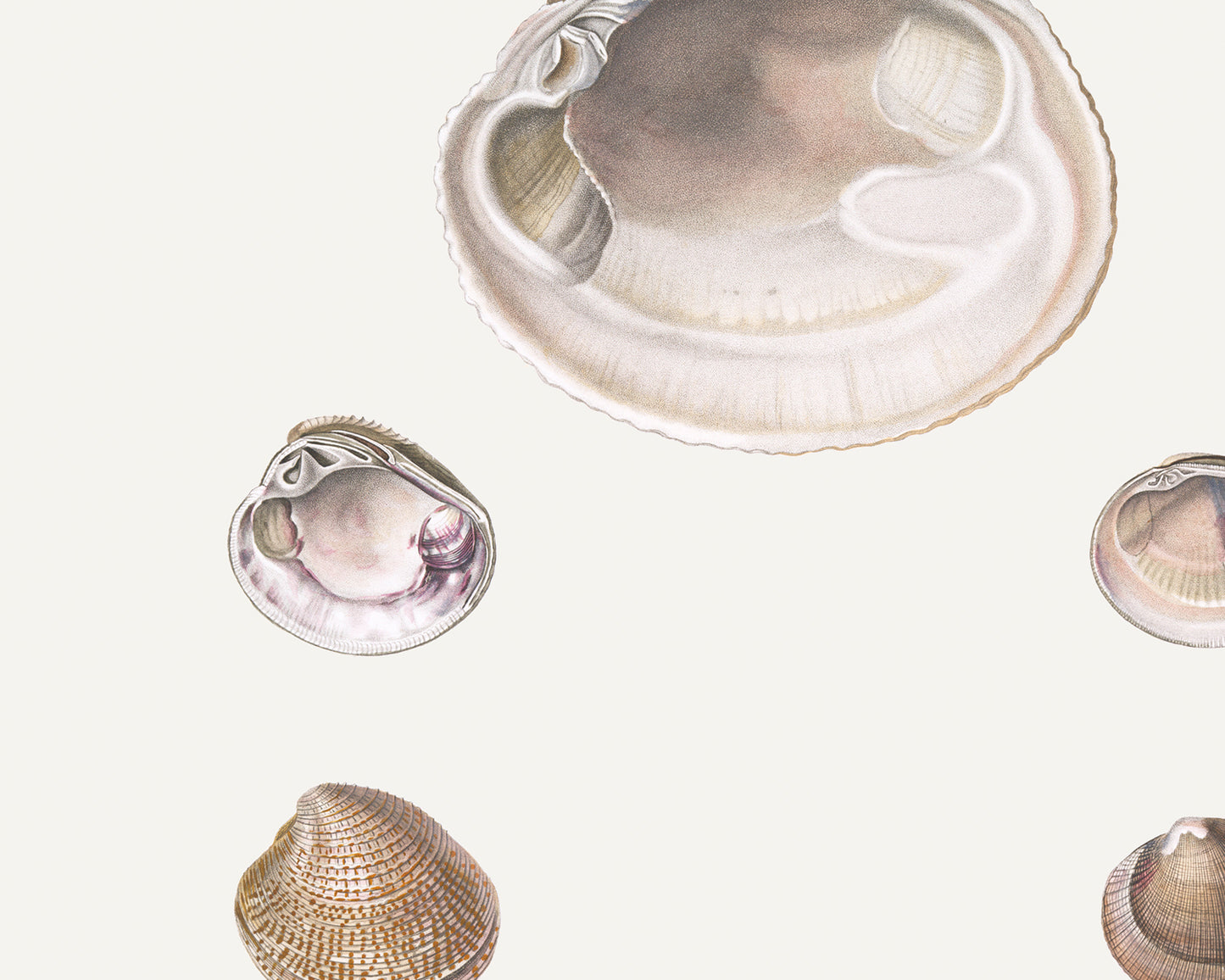 Seashell Art Prints - Set of Four