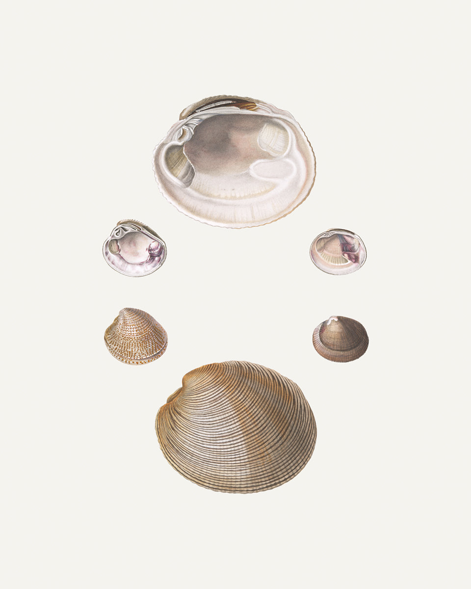 Seashell Art Prints - Set of Four