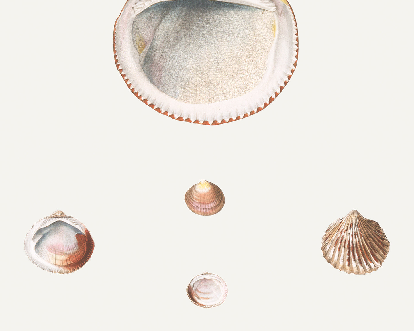 Seashell Art Prints - Set of Four