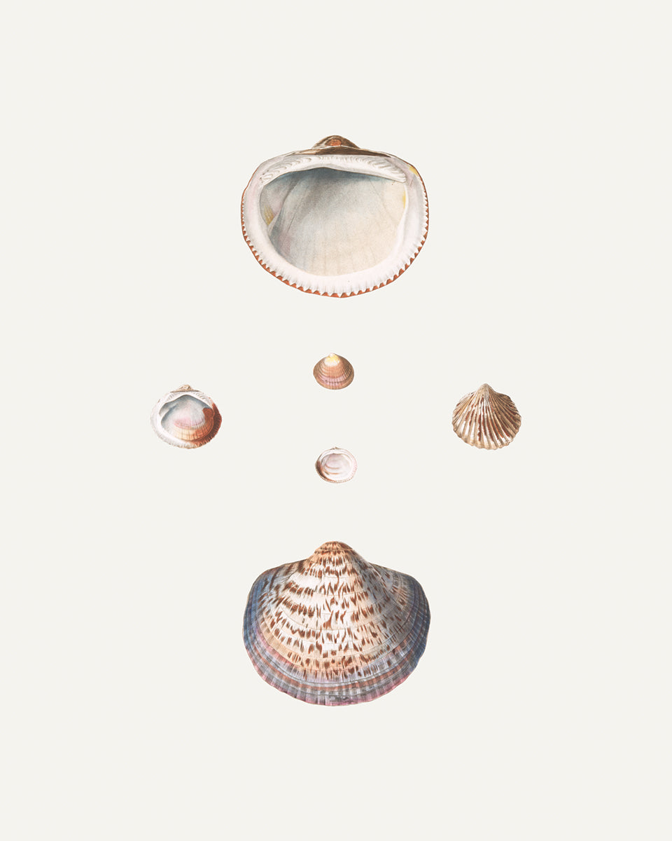 Seashell Art Prints - Set of Four