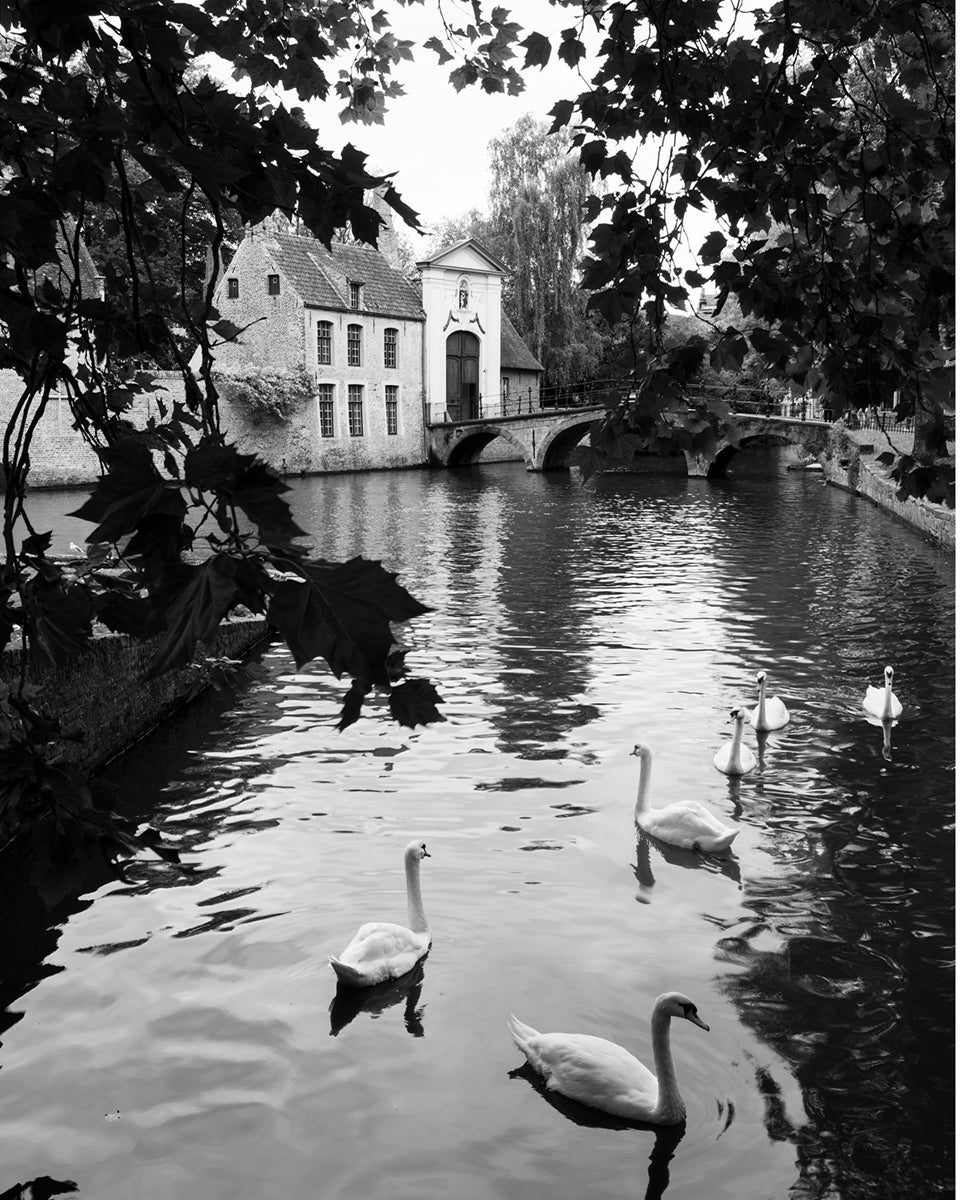 Bruges Belgium Lake of Love Swan B&W Photo Print