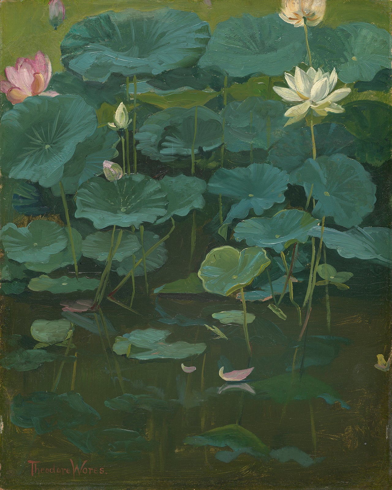 Lotus Blossom Flower (Buddha's Flowers) Art Print
