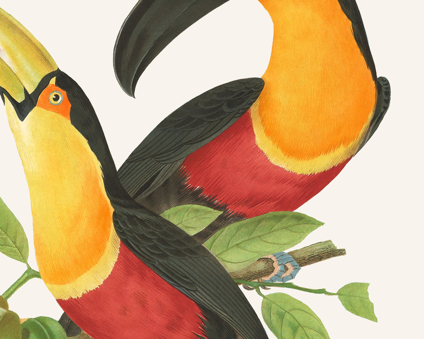 Brazilian Tropical Toucan Art Print
