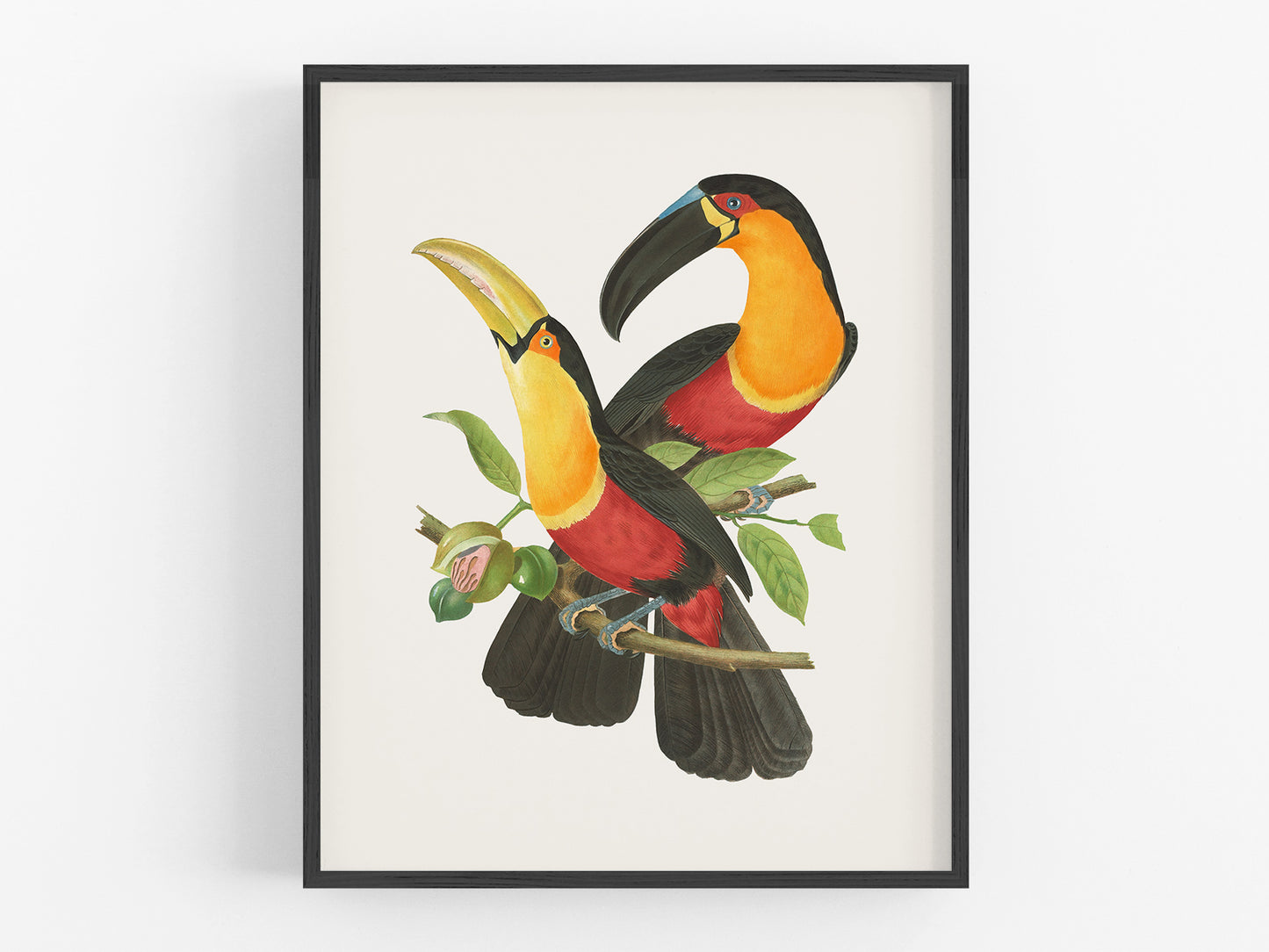 Brazilian Tropical Toucan Art Print