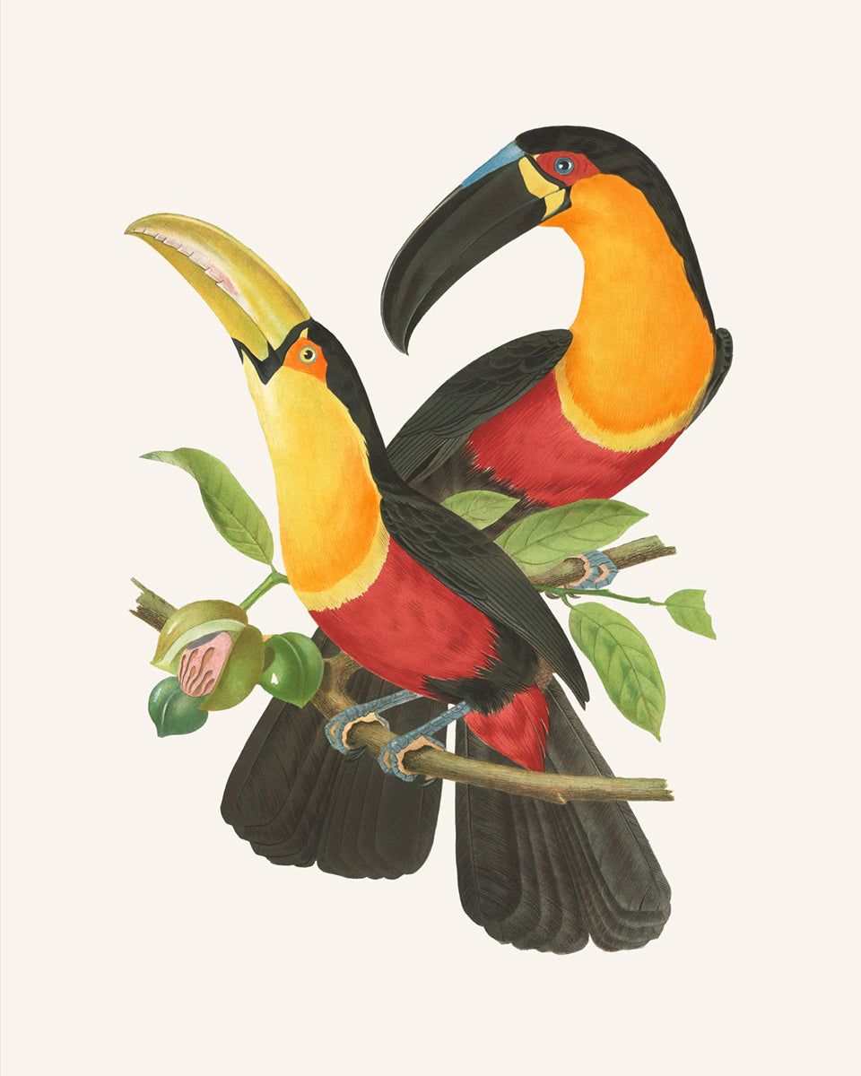 Brazilian Tropical Toucan Art Print