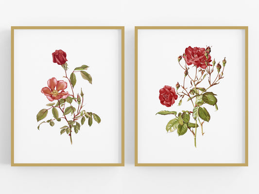Red Rose Flower Botanical Art Prints - Set of Two