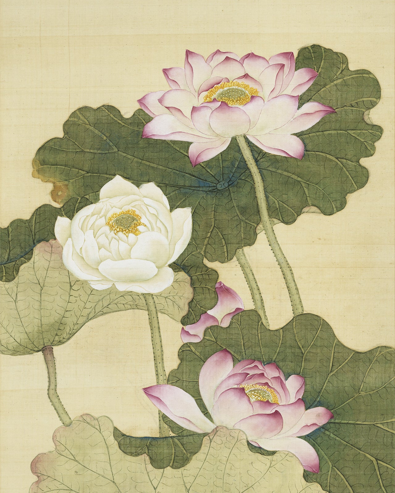 Chinese Pink Lotus Flower Chinoiserie Art Print