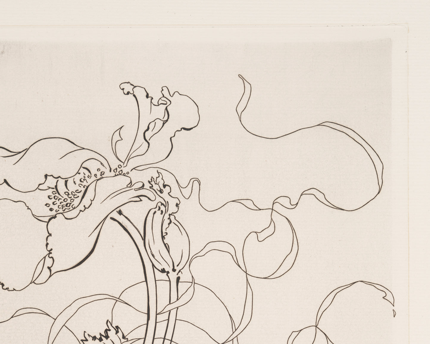 French Porcelain Flower Sketch Art Print: Assiette (Poppy)