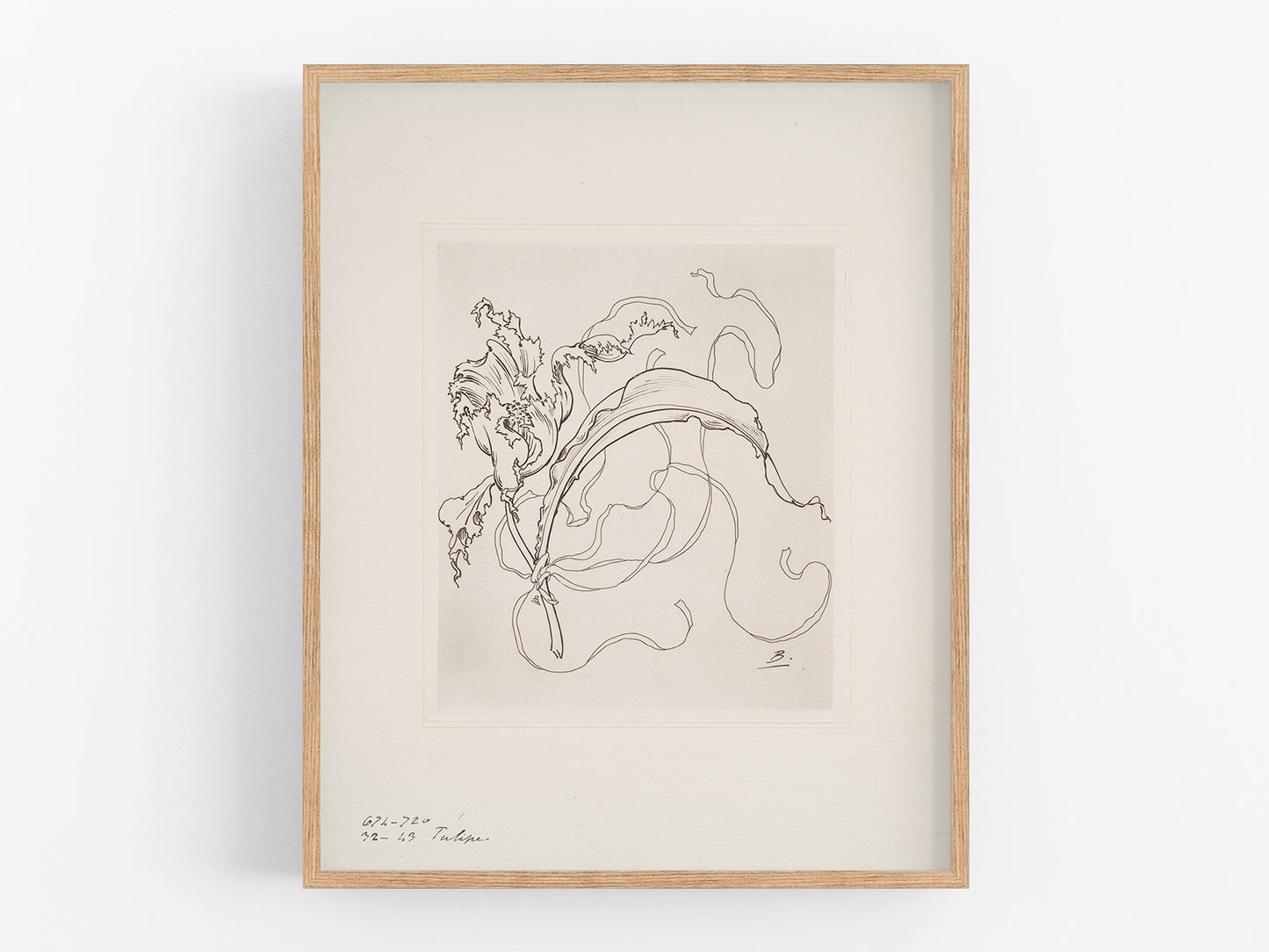 French Porcelain Flower Sketch Art Print: Assiette (Tulipe)