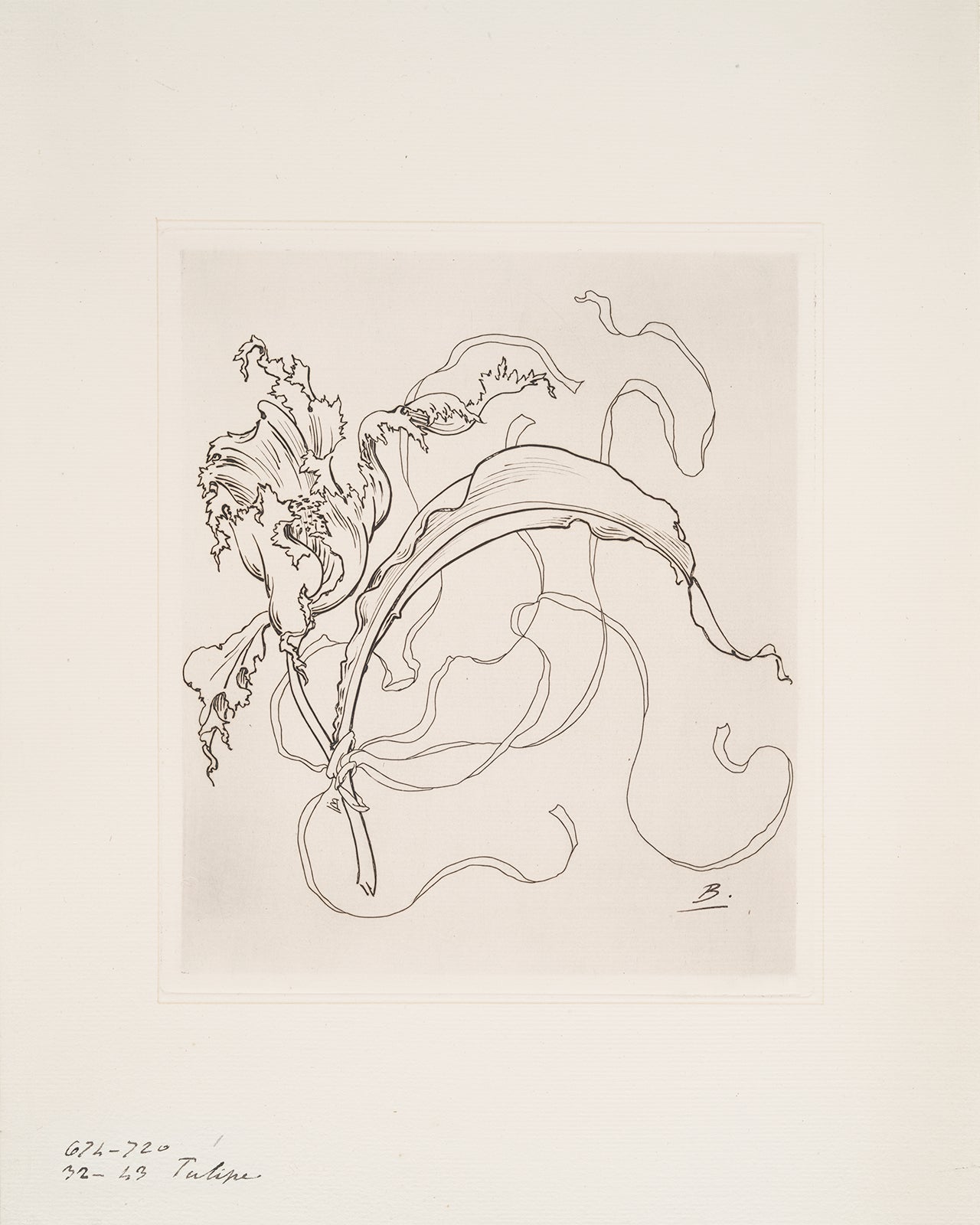French Porcelain Flower Sketch Art Print: Assiette (Tulipe)