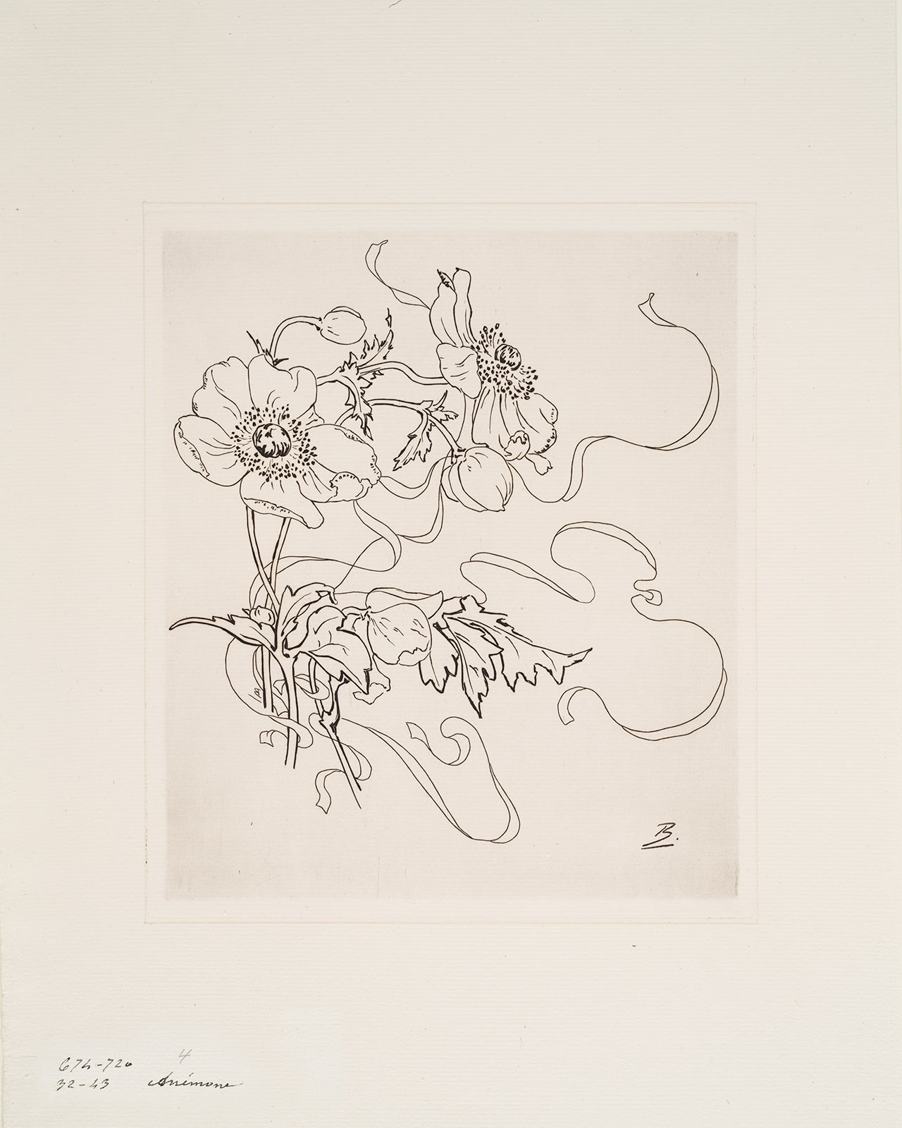 French Porcelain Flower Sketch Art Print: Anemone