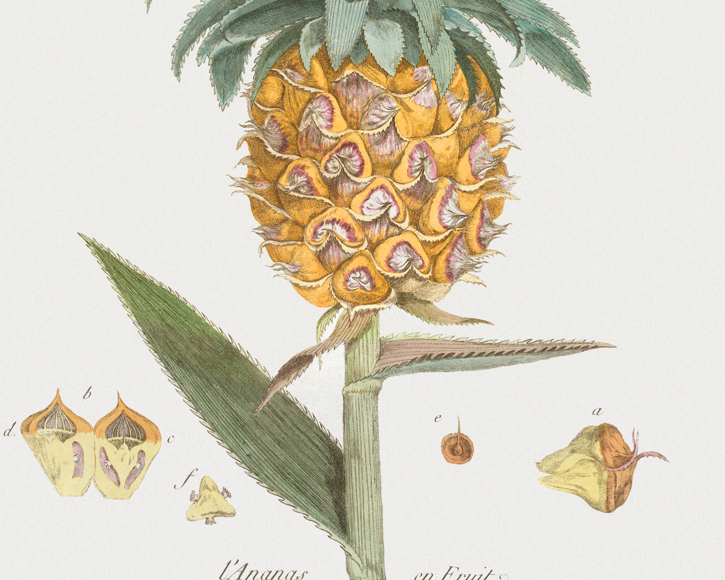 Pineapple and Crown Imperial Botanical Fruit and Flower Art Prints - Set of Two